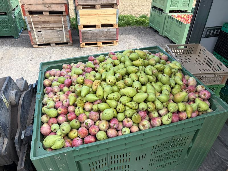 Grande caisse de pommes et de poires prêtes à presser