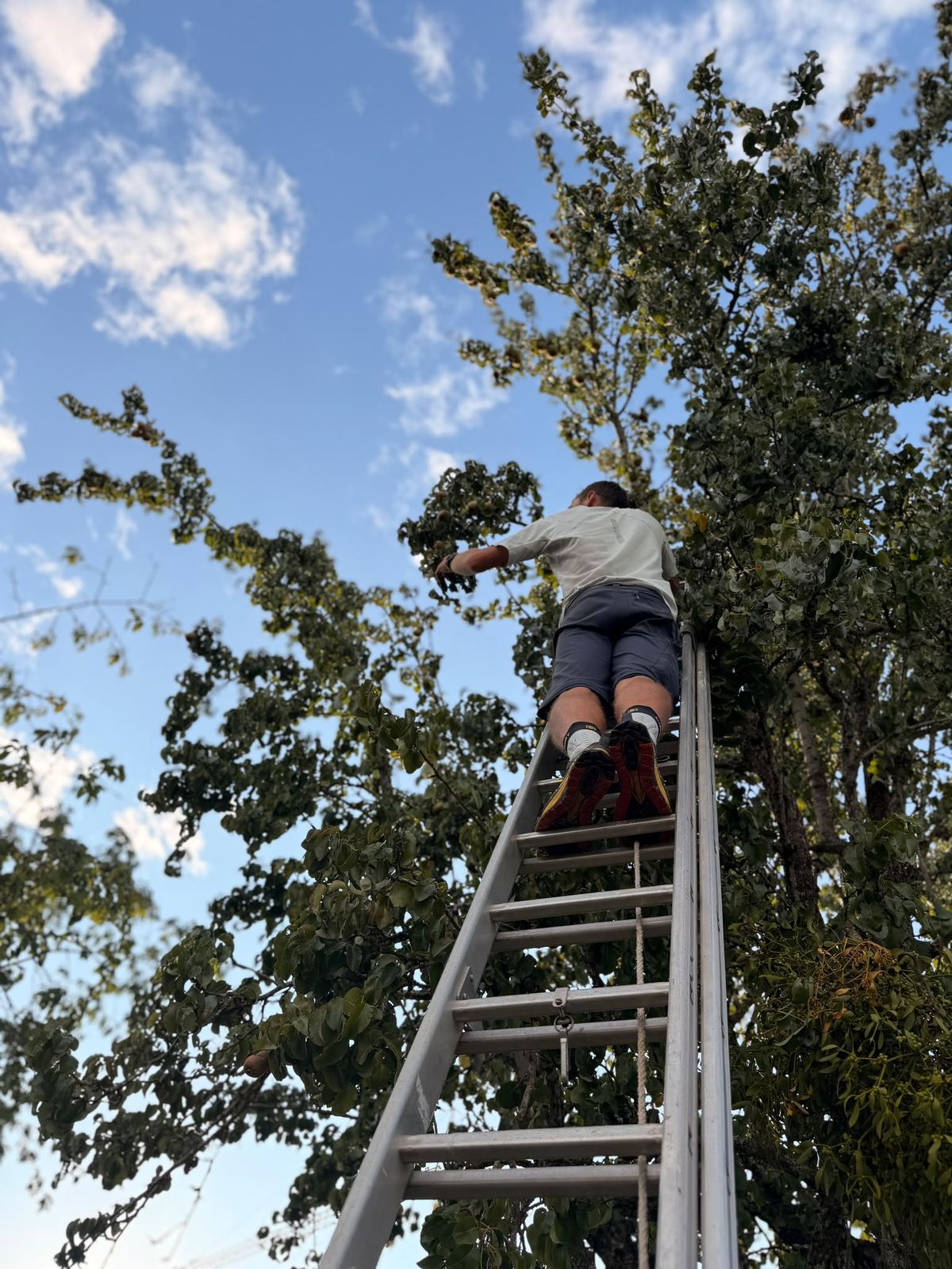 Cueillette sur l'échelle, dans un grand arbre fruitier