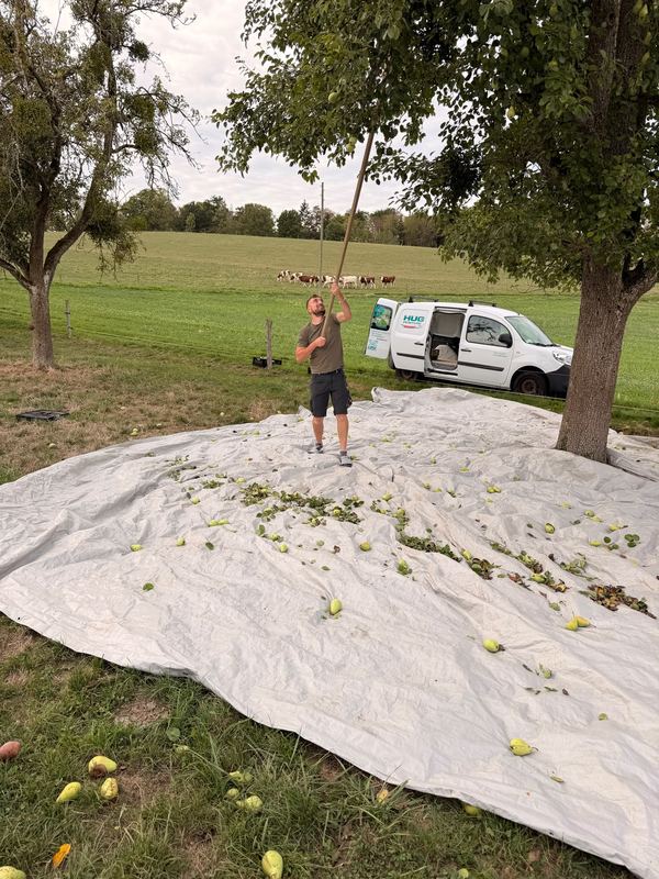 Fruits secoués et ramassés sur une grande bâche